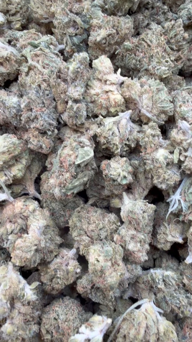 Acapulco Gold Littles - Bulk Littles - Sativa
