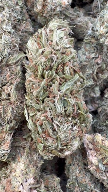 Banjo - Bulk - Sativa