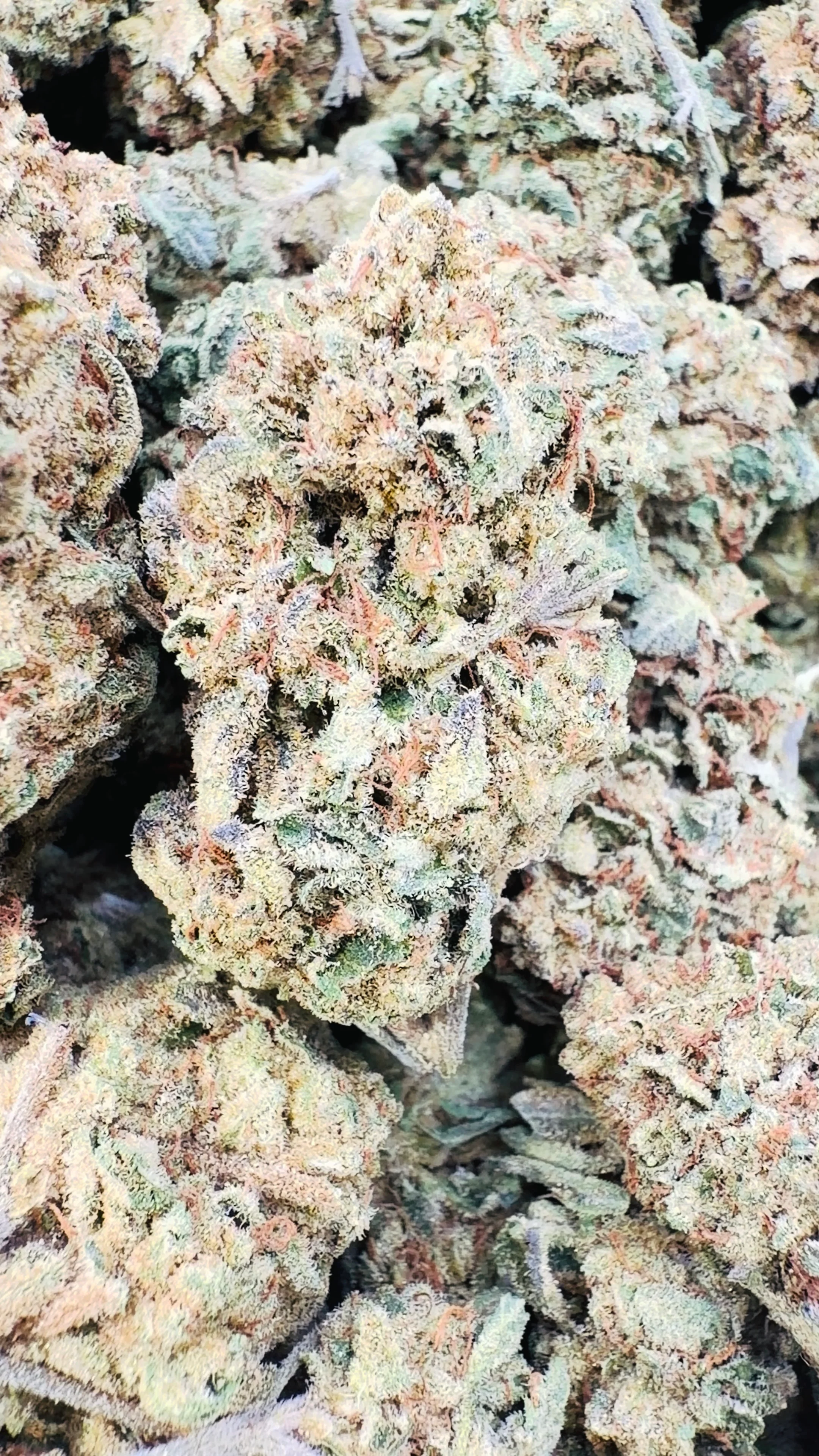 Berry Gelato - Bulk - Hybrid