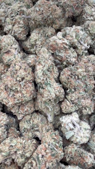 Blueberry Headband - Bulk - Hybrid