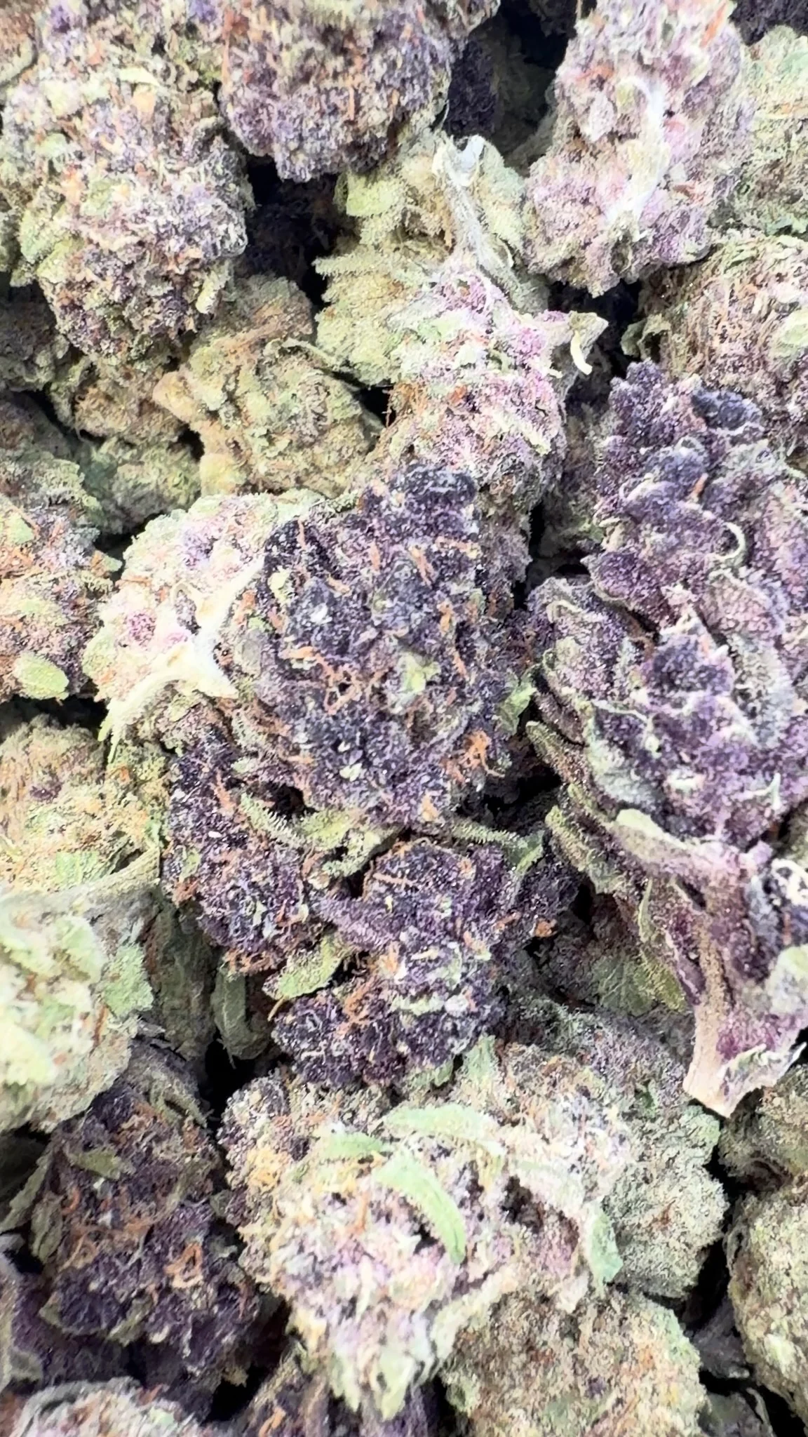 Cherry Pie - Bulk - Hybrid