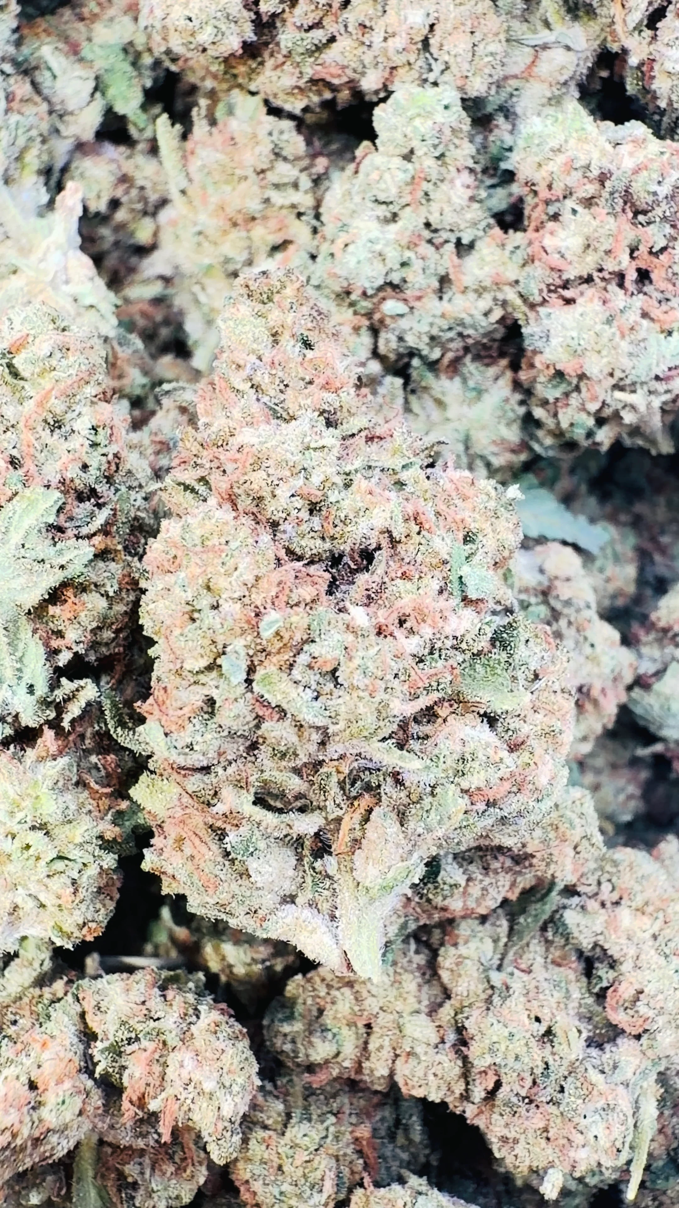 GMO - Bulk - Indica