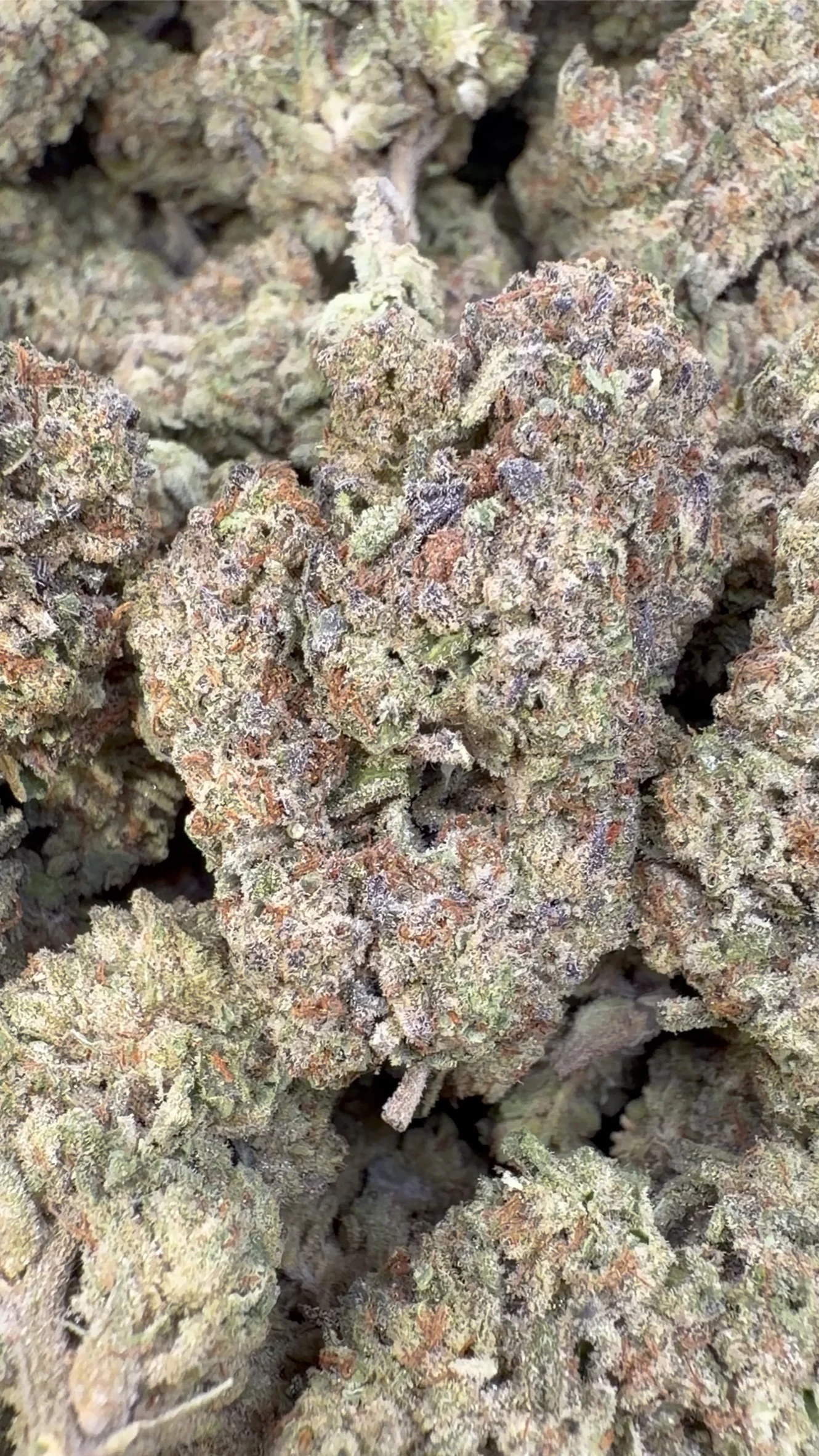 Hella Jelly - Bulk - Sativa