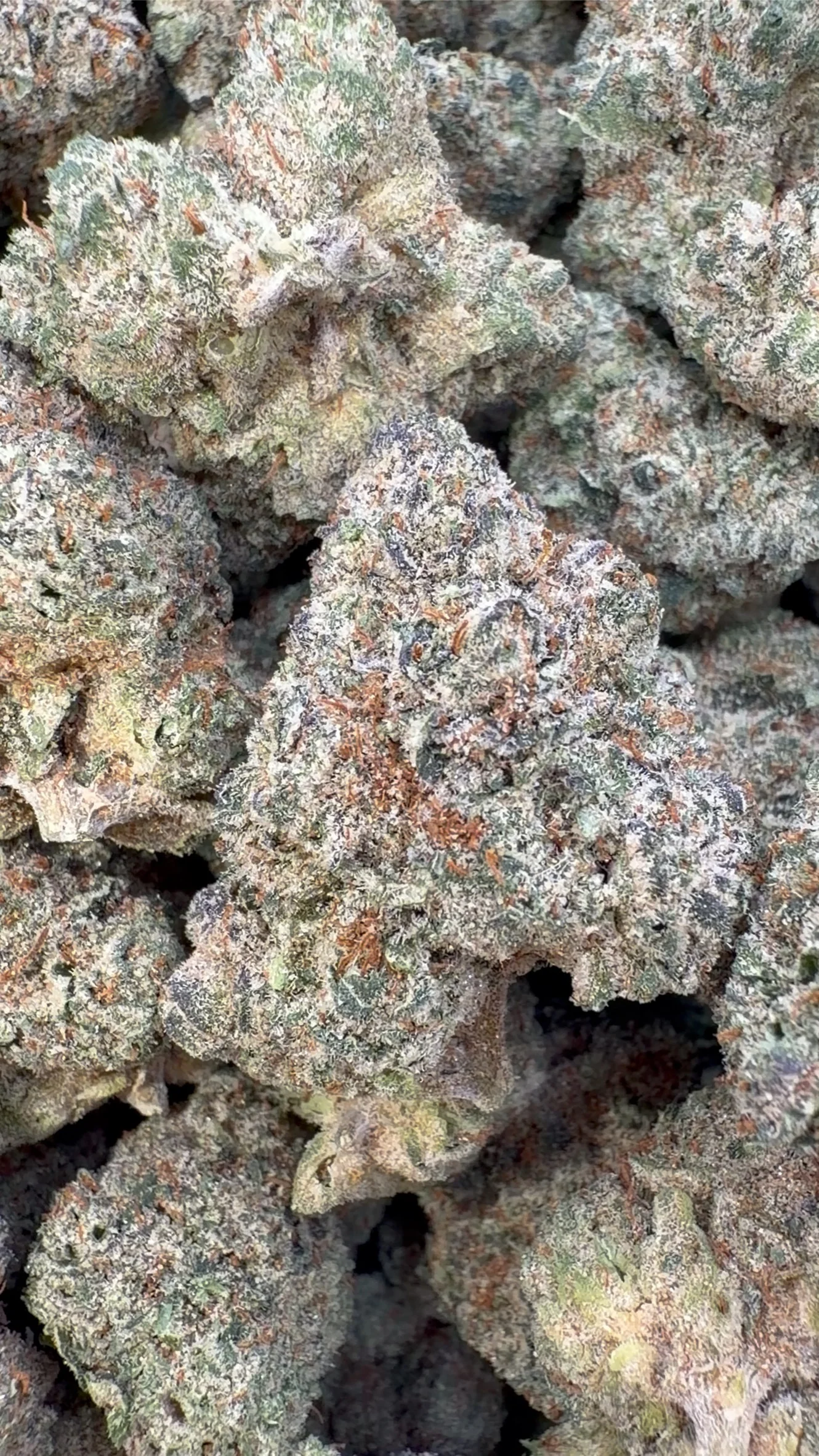 Jokerz Indoor - Bulk - Indica