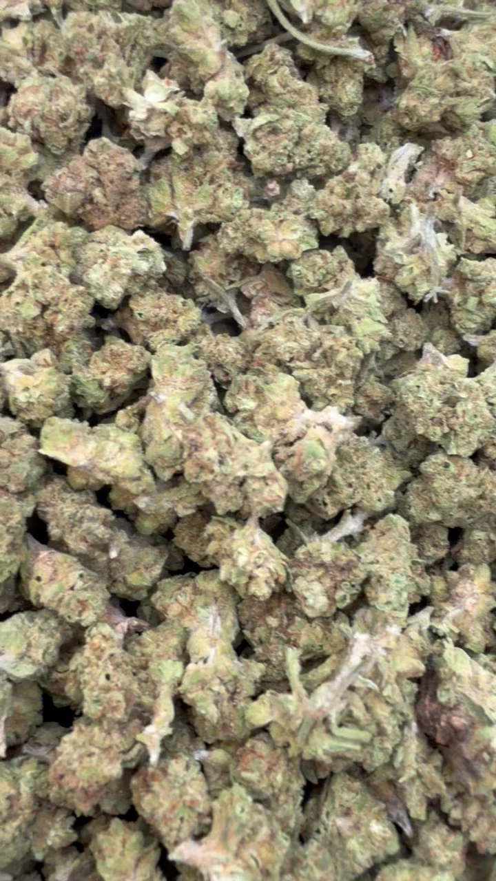 Sugar Cookies Littles - Bulk Littles - Indica