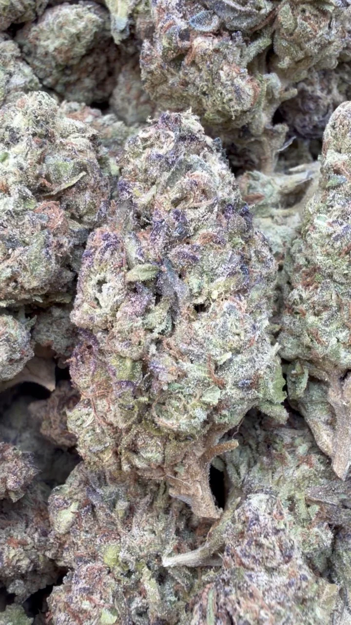 White Gushers - Bulk - Hybrid